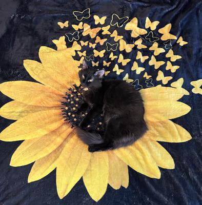 Kiki black cat curled up on a giant sunflower blanket.