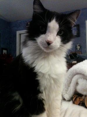 Tuxedo Cat