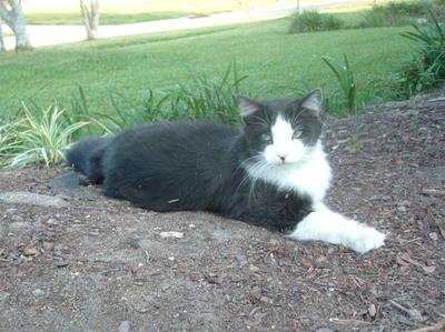 Tuxedo Cat