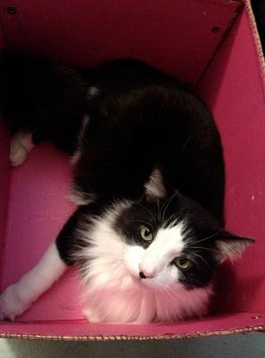 Tuxedo Cat