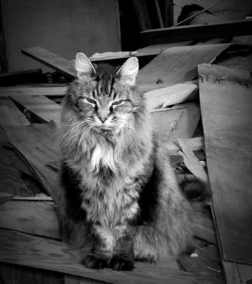 King Lewie black and white artistic image of a maine coon cat sitting at attention.