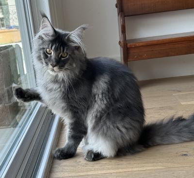 blue smoke solid maine coon cat pawing at a glass door.