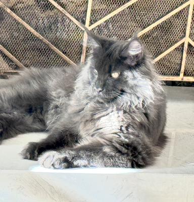 blue smoke maine coon cat having a sunbath.