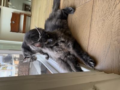 two maine coons looking out a glass door.