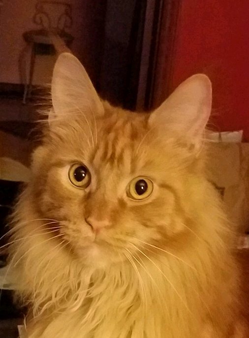 ginger maine coon cat