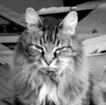 King Lewie black and white photo of regal maine coon cat