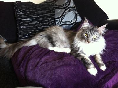 Kingsley handsome white and gray maine coon.