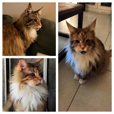 collage of pretty tortie maine coon girl.