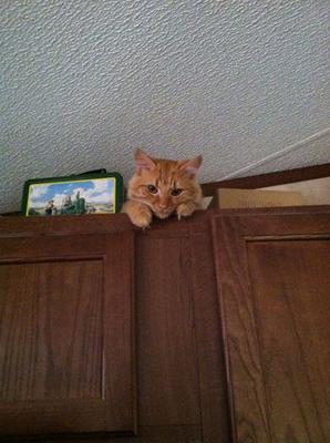 Missy 9 month old maine coon kitten looking down from atop kitchen cupbaords.