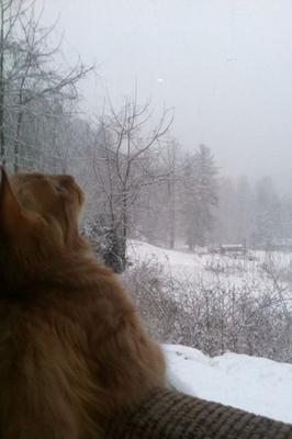 Missy young red maine coon gazing out a window on a snowy winter day.
