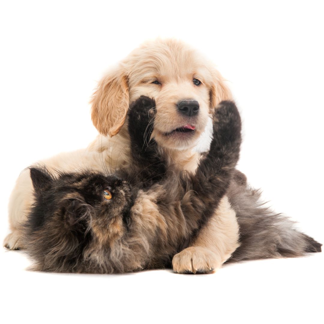 cute kitten and golden puppy