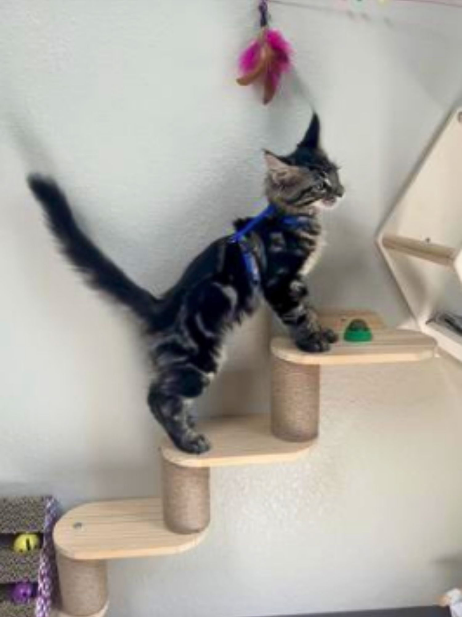 Kong the kitten climbing scratching steps with a curious look young maine coon kitten exploring scratching steps with a playful attitude.