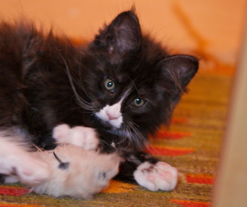 black and white kitten holding a toy.