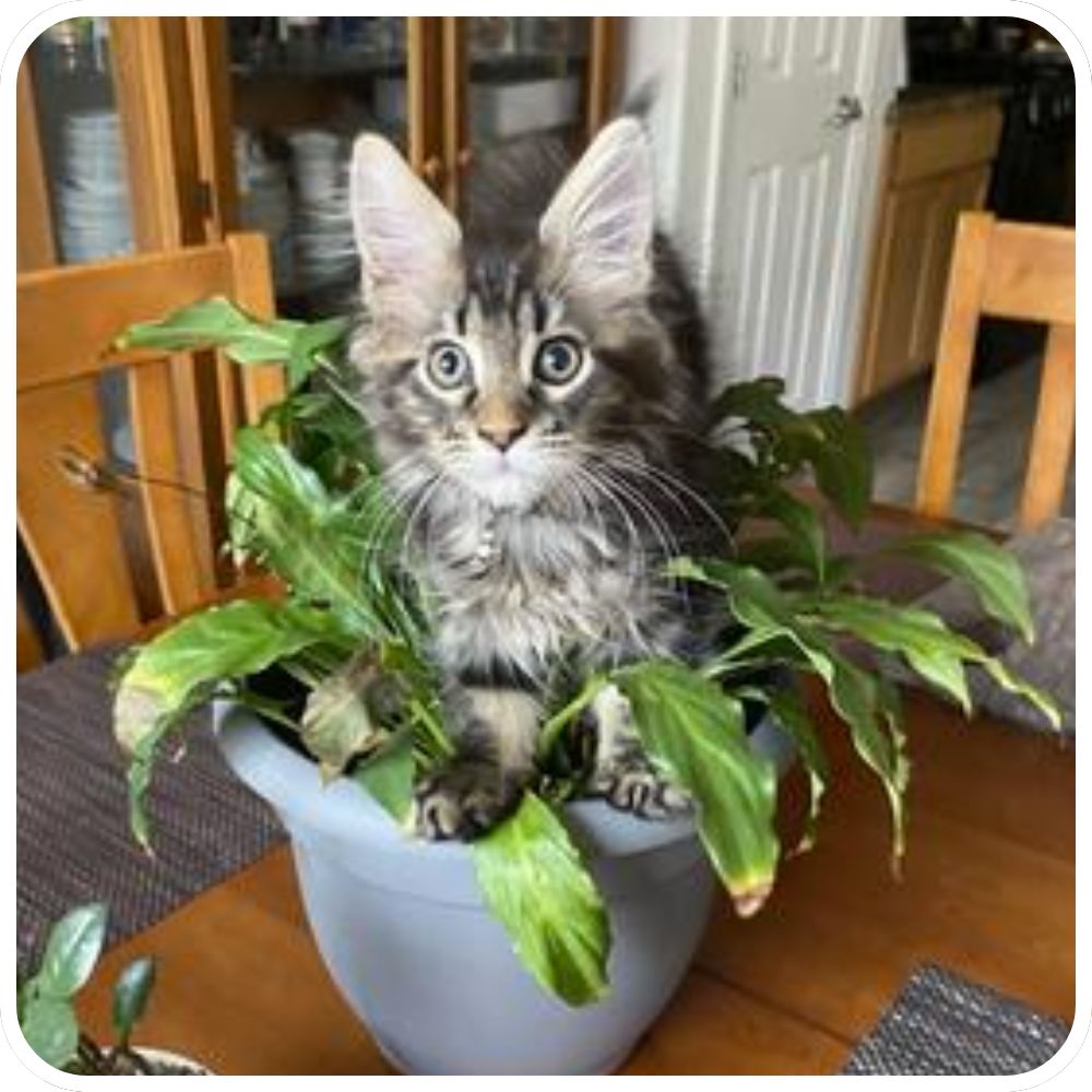 Toxic Plants Can Be Dangerous kitten sitting in a potted peace lily plant