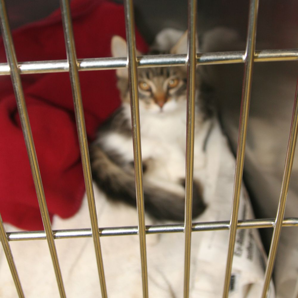 Shelter Life small kitten in a cage in a shelter