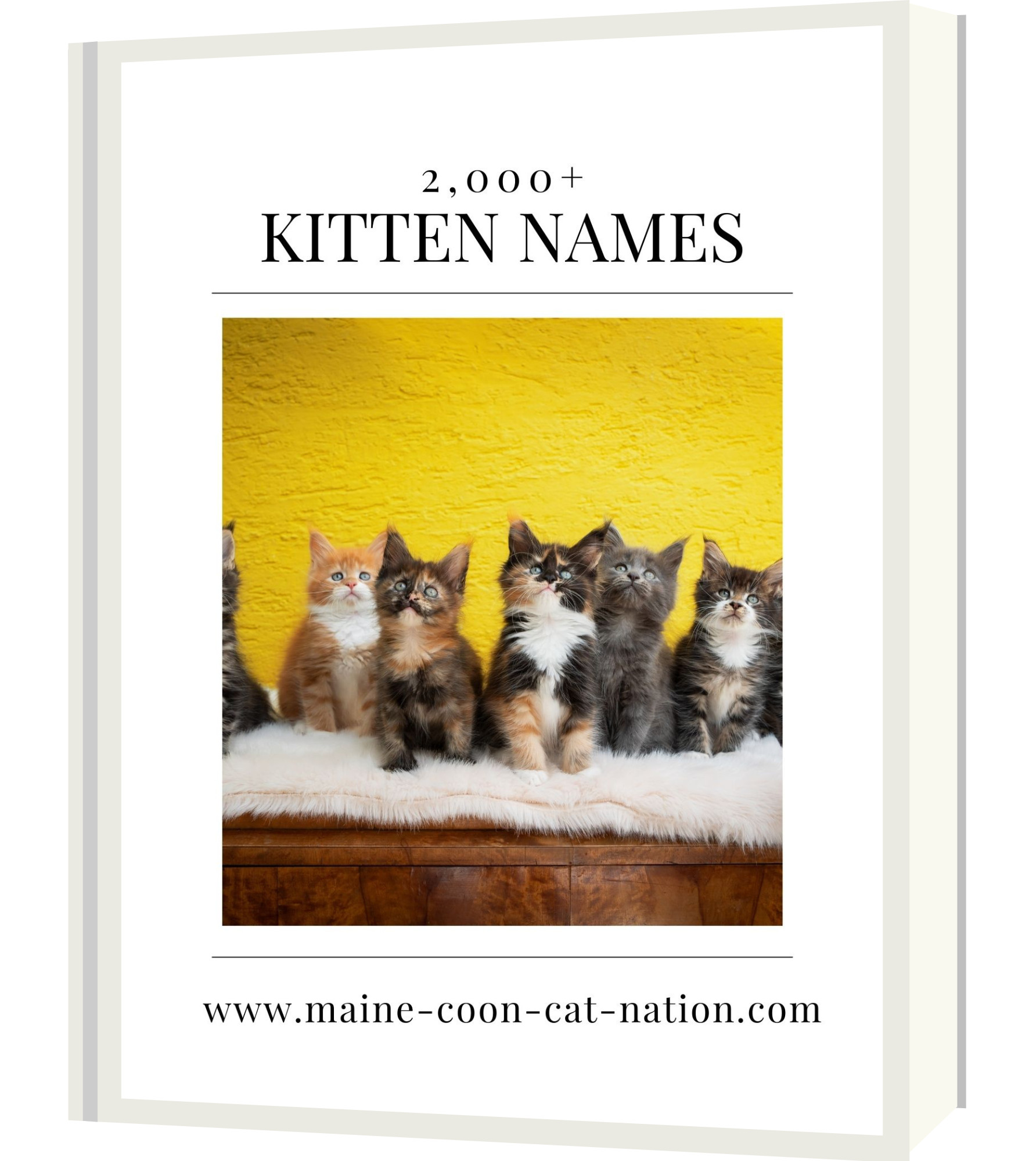 Kitten Names List kitten names book