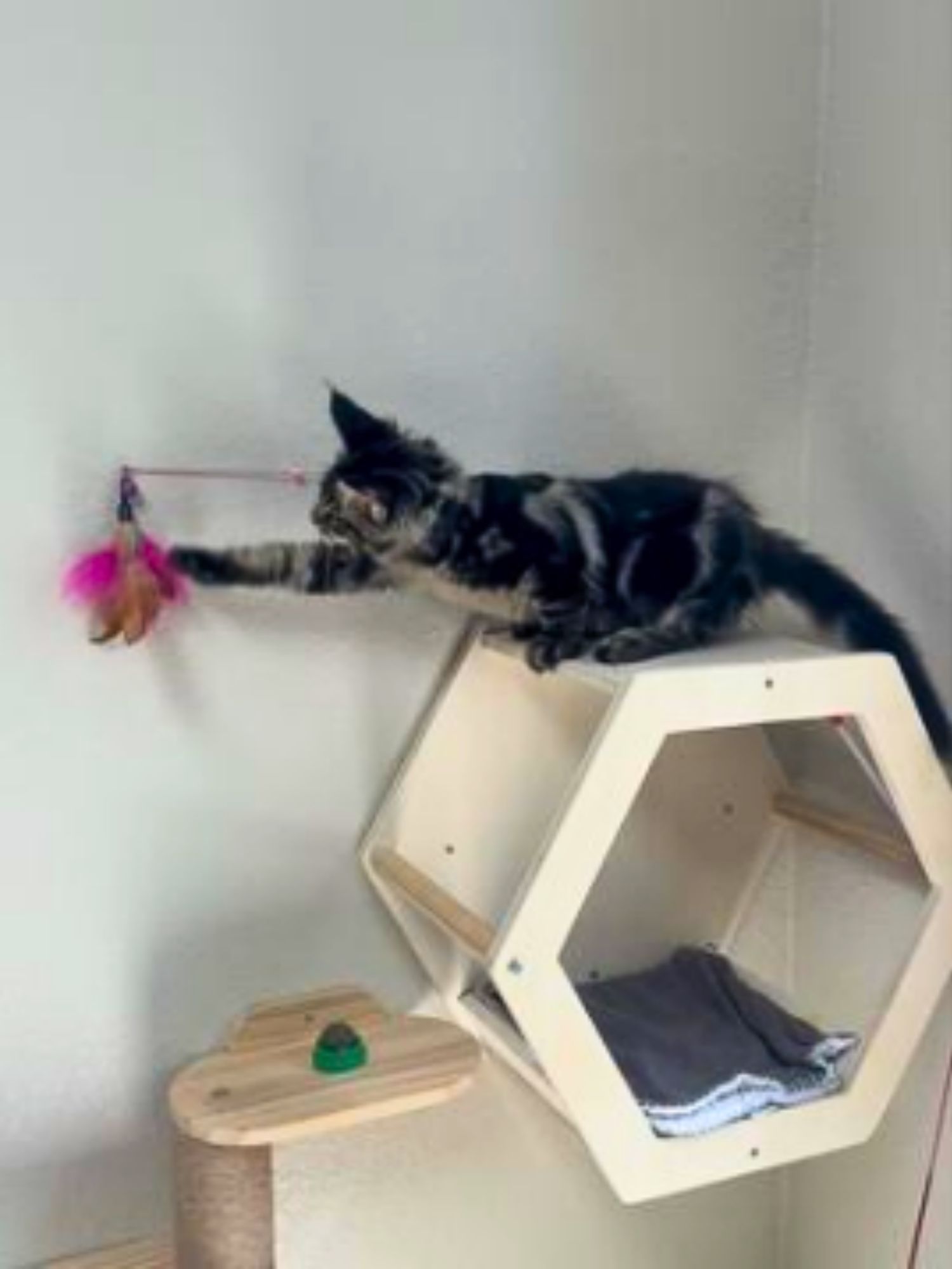 Vertical Climbing maine coon kitten reaching for a colorful feather toy from wall shelves.
