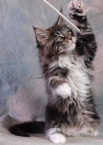 cute brown tabby maine coon kitten playing with toy