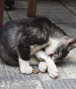 kitten scratching at flea bite