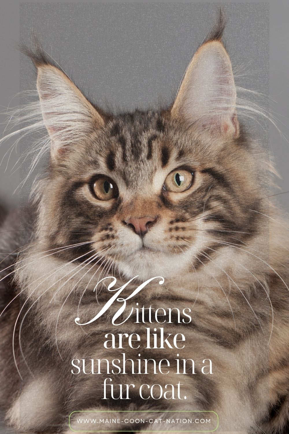 kittens are like a ray of sunshine quote