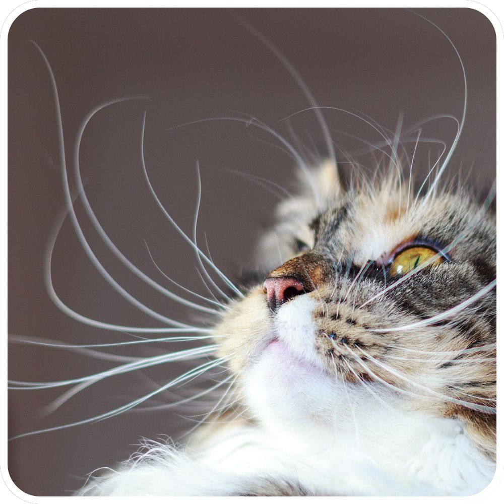 closeup of maine coon kitten long whiskers