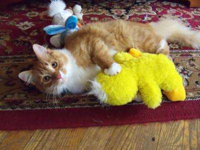 KitTen! kitten fall photo contest winner