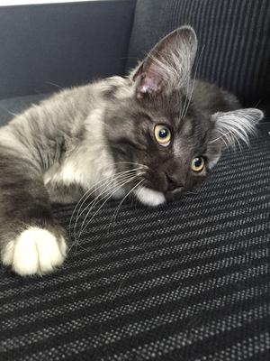 Kitten