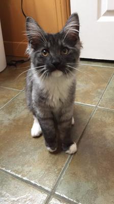 Kitten