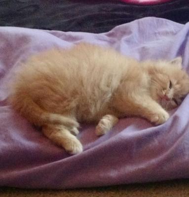 Kitten