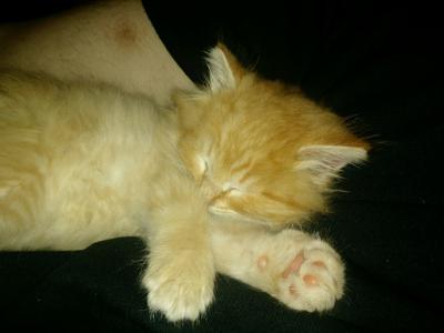 Kitten