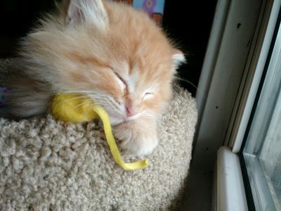 Kitten