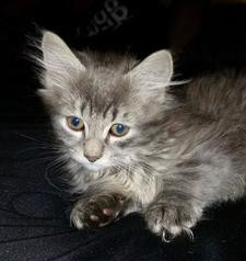 Kitten