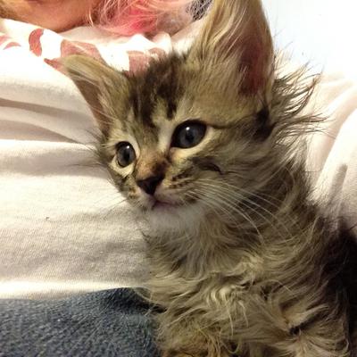 Kitten