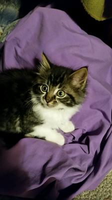 Leo