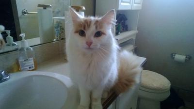 Kitten