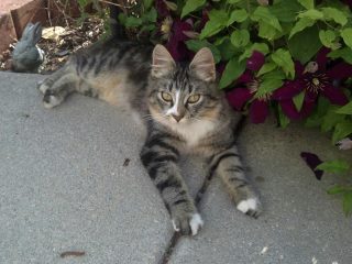 Maybe Maine Coon Kitten