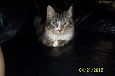 Maybe Maine Coon Kitten