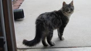 Maybe Maine Coon Kitten