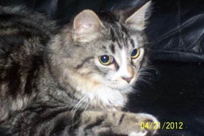 Maybe Maine Coon Kitten