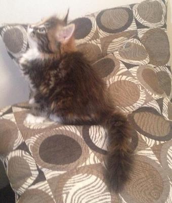 Kitten