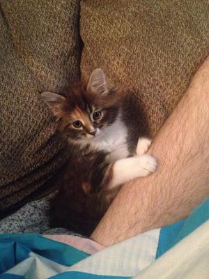 Kitten