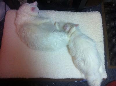 Kitten and Lilac