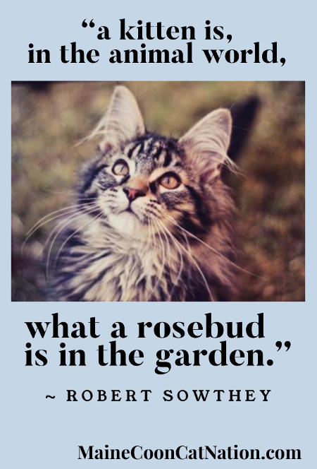 "a kitten is, in the animal world, what a rosebud is in the garden."