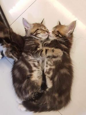 two cute cuddling sleeping brown kittens