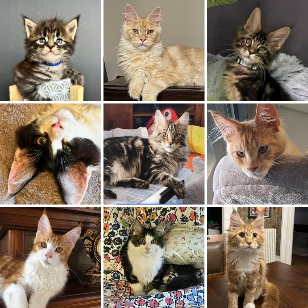 Silvers and Smokes collage of nine adorable maine coon kittens.