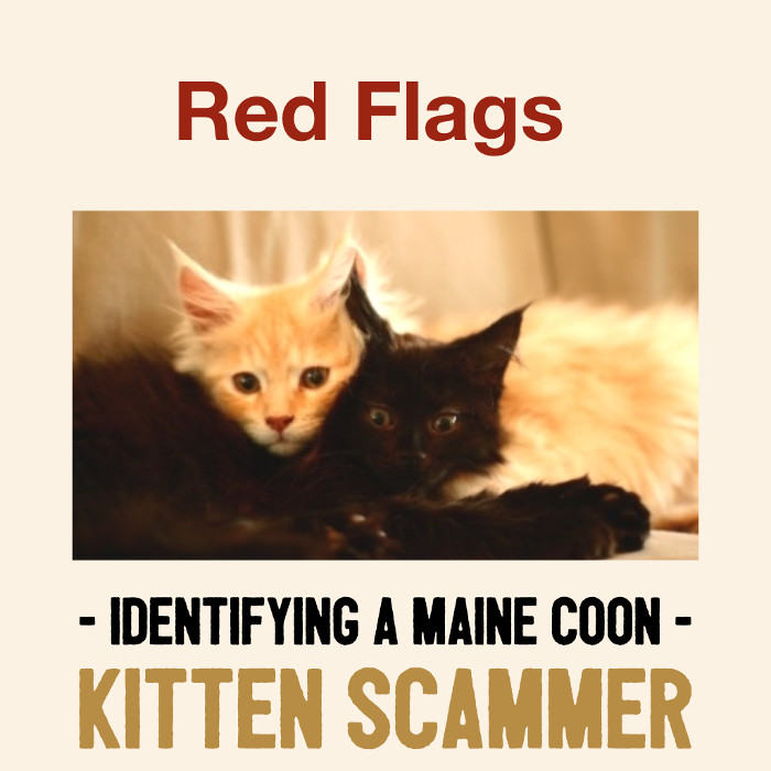 Maine Coon Kitten Scam Red Flags