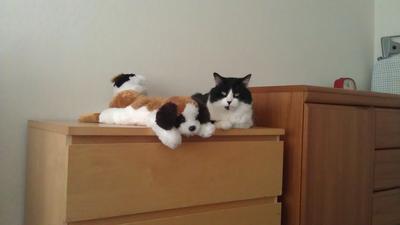 Kittu