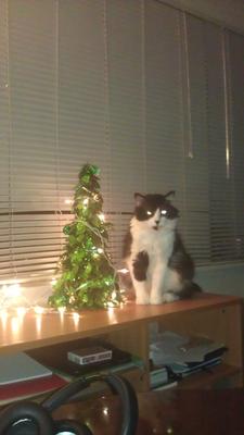 Kittu