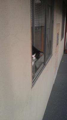 Kittu
