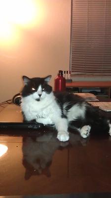 Kittu
